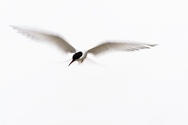 Arctic Tern (Sterna paradisaea) flying. Ganavan, Oban, Scotland, UK