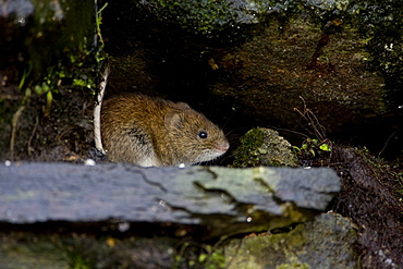 Bank Vole (Clethrionomys glareolus) sitting in a hole in an old wall. Inverawe, Loch Awe, nr Oban, Scotland, UK