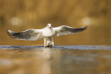 Black Headed Gull (Larus ridibundas) taking off from pond with winter plumage . Maryhill Canal, Strathclyde, Scotland, UK