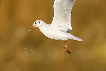 Black Headed Gull (Larus ridibundas) taking off from pond with winter plumage . Maryhill Canal, Strathclyde, Scotland, UK