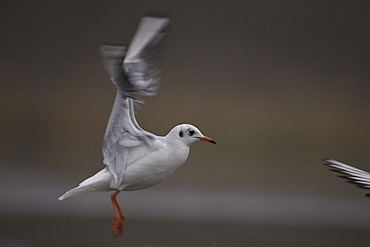 Black-Headed Gull (larus ridibundus) flying over a city pond in winter. Glasgow, Hyndland Park, Argyll, Scotland, UK