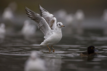 Black-Headed Gull (larus ridibundus) taking of from a city pond in winter, female tufted duck in fore ground. Glasgow, Hyndland Park, Argyll, Scotland, UK