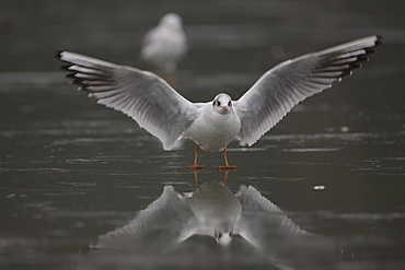 Black-Headed Gull (larus ridibundus) taking of from ice on a frozen pond in Glasgow city centre front on view. Glasgow, Hyndland Park, Argyll, Scotland, UK