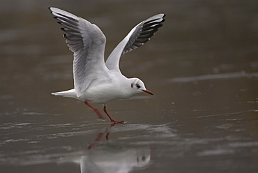 Black-Headed Gull (larus ridibundus) taking off from ice on a frozen pond in Glasgow city centre . Glasgow, Hyndland Park, Argyll, Scotland, UK