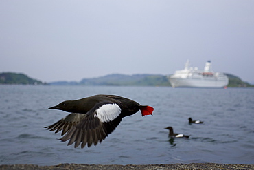 Black Guillemot (Cepphus grylle) wide angle view of bird taking off with cruise liner in background and two birds swimming. Oban Bay, Argyll, Scotland, UK