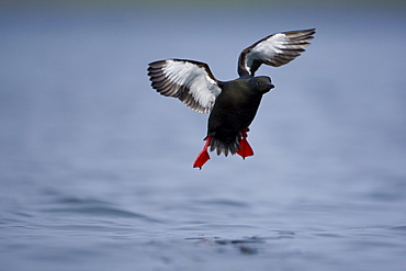 Black Guillemot (Cepphus grylle) flying low over water . Oban Bay, Argyll, Scotland, UK