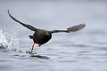 Black Guillemot (Cepphus grylle) taking off from water. Oban Bay, Argyll, Scotland, UK