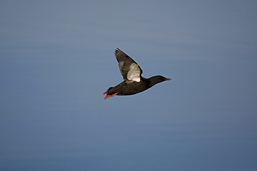 Black Guillemot (Cepphus grylle) flying over water . Oban Bay, Argyll, Scotland, UK