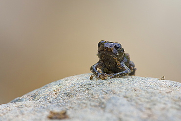 Common Toad (bufo bufo) juvenile standing on rock. Inverawe, nr Loch Awe, Argyll , Scotland, UK