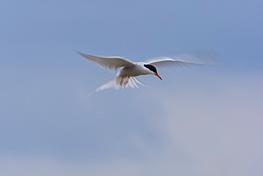 Common Tern (Sterna hirundo) flying. Ganavan, Oban, Scotland, UK