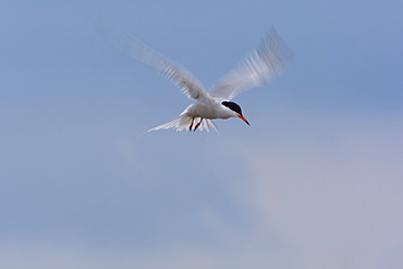 Common Tern (Sterna hirundo) flying. Ganavan, Oban, Scotland, UK