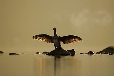 Cormorant (Phalacrocorax carbo) standing on rock with light behind drying wings, sun setting.. Kilchrenan, on the banks of Loch Awe, Argyll,, Scotland, UK