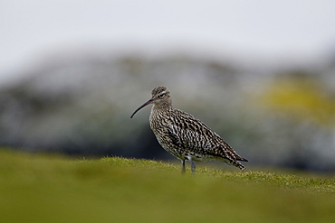 Curlew (Numenius arquata) standing on grassy knoll while foraging for food. Isle of Mull, Argyll and the Islands, Scotland, UK