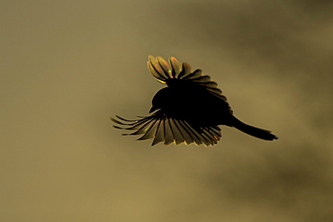 Great Tit (Parus major), capture in mid flight, silhouetted against rising sun and misty hill, wings spread and light shining through.. Kilchrenan, nr Loch Awe, Argyll, Scotland, UK