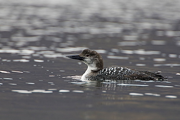 Great Northern Diver (Gavia immer) swimming in water. Moulting  from summer plumage to winter plumage..  Isle of Mull, Argyll and the Islands, Scotland, UK