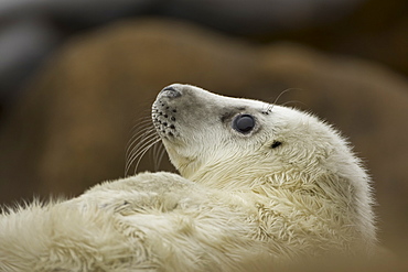 Grey Seal (Halichoerus grypus) pup portrait head shot with eyes open, taken on rocky beach in the west coast of Scotland. Mull of Kintyre near Campbeltown, Argyll, Scotland, UK