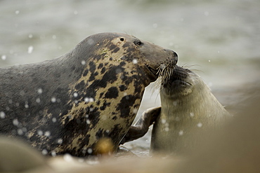 Grey Seal (Halichoerus grypus), female with pup, female is nosing pup to reaffirm parent pup bond.. Mull of Kintyre near Campbeltown, Argyll, Scotland, UK