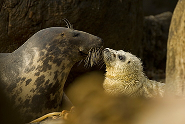 Grey Seal (Halichoerus grypus), female with pup, female is nosing pup to reaffirm parent pup bond.. Mull of Kintyre near Campbeltown, Argyll, Scotland, UK