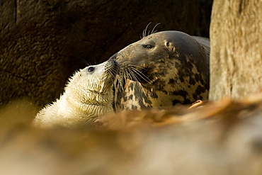 Grey Seal (Halichoerus grypus), female with pup, female is nosing pup to reaffirm parent pup bond.. Mull of Kintyre near Campbeltown, Argyll, Scotland, UK