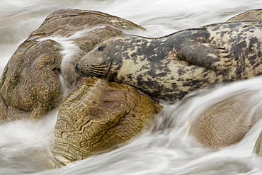 Grey Seal (Halichoerus grypus) female lying on rocks, head up looking with surf coming in round her. Slow shutter speed used showing movement of surf.. Mull of Kintyre near Campbeltown, Argyll, Scotland, UK