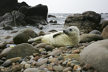 Grey Seal (Halichoerus grypus) wide angle shot with pup lying on rocky beach and mother in background watching. Mull of Kintyre near Campbeltown, Argyll, Scotland, UK