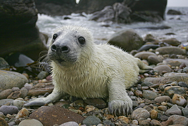 Grey Seal (Halichoerus grypus) pup portrait head shot with eyes open, taken on rocky beach in the west coast of ScotlandGrey Seal (Halichoerus grypus) wide angle shot with pup lying on rocky beach and mother in background watching. Mull of Kintyre near Campbeltown, Argyll, Scotland, UK