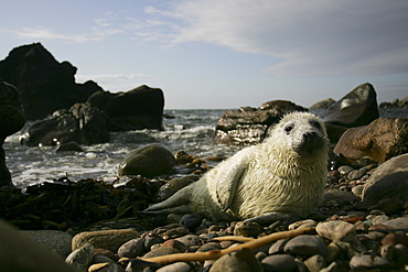 Grey Seal (Halichoerus grypus) wide angle shot with pup lying on rocky beach asleep. Mull of Kintyre near Campbeltown, Argyll, Scotland, UK