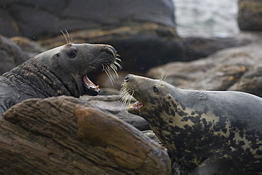 Grey Seal (Halichoerus grypus) female fighting bull to protect her pup. Mull of Kintyre near Campbeltown, Argyll, Scotland, UK