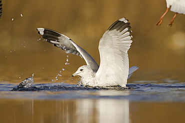 Herring Gull (Larus argentatus) juvenile taking off from pond with winter plumage . Maryhill Canal, Strathclyde, Scotland, UK