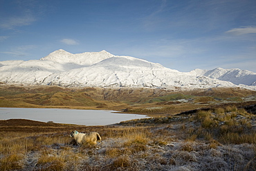 A frozen Loch Tromlee with snow capped Ben Cruachan in background and a sheep in foreground. Loch Tromlee and Ben Cruachan, Argyll, Scotland