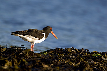 Oystercatcher (Haematopus ostralegus) walking on seaweed while looking for food. Oban Bay, Argyll, Scotland, UK