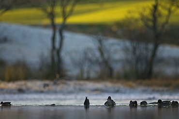 Teal Duck (Anas crecca), congregating on Loch in the early morning with trees and meadow in background. Kilchrenan, on Loch Awe, Argyll, Scotland, UK