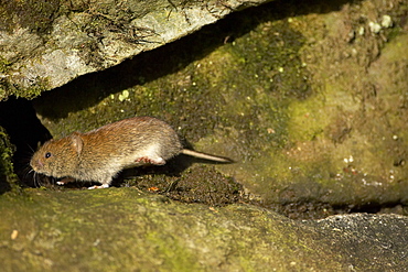 Bank Vole (Clethrionomys glareolus) running along wall, frozen in mid step with high speed shutter speed on a sunny day. Argyll, Scotland, UK