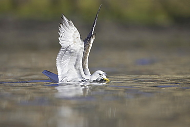 Herring Gull (Larus argentatus) juvenile foraging in water looking for crabs. Oban, Argyll, Scotland, UK