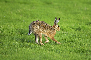 Brown Hare (Lepus capensis) running photographed mid stride in a grassy meadow. Argyll, Scotland, UK