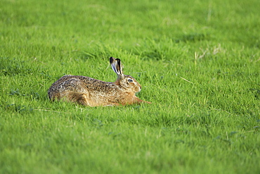 Brown Hare (Lepus capensis) stretching in a grassy meadow. Argyll, Scotland, UK