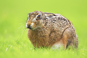 Brown Hare (Lepus capensis) resting in a grassy meadow. Argyll, Scotland, UK