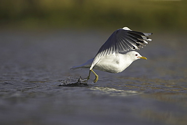 Common Gull (Larus canus) foraging in water and taking off. Oban, Argyll, Scotland, UK