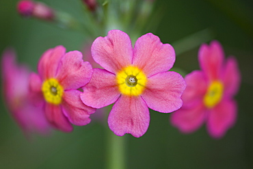 flower pink. Argyll, Scotland, UK