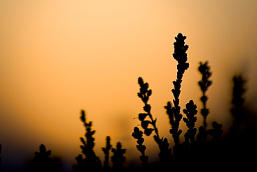 heather silhoutted against setting sun. highlands, Scotland, UK