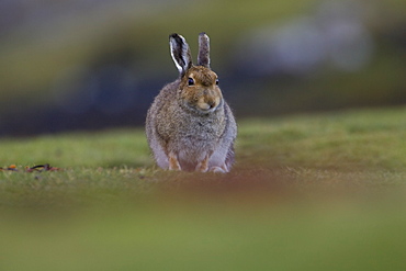 Irish Hare (Lepus timidus, sub species hibernicus) grazing on a coastal grassy knoll. Argyll and the Islands, Scotland, UK