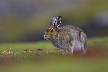 Irish Hare (Lepus timidus, sub species hibernicus) grazing on a coastal grassy knoll. Argyll and the Islands, Scotland, UK