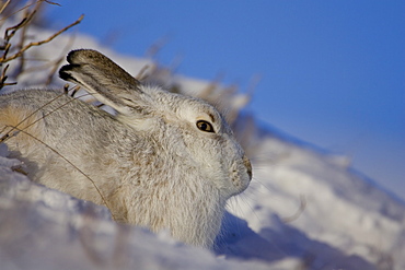 Mountain Hare (Lepus timidus) lying in snow with heather poking through snow. highlands, Scotland, UK