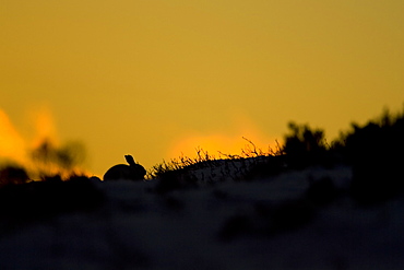 Mountain Hare (Lepus timidus) lying in heather with sun setting behind creating a silhouette . highlands, Scotland, UK