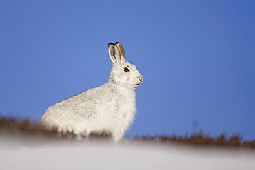 Mountain Hare (Lepus timidus) sitting up in snow with heather poking through snow. highlands, Scotland, UK