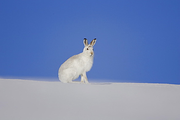 Mountain Hare (Lepus timidus) sitting up in pure snow bright blue sky as background. highlands, Scotland, UK