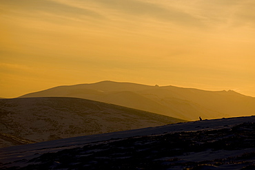 Mountain Hare (Lepus timidus) sitting up in snow and heather hills, wide angle shot with Hare silhouetted against setting sun . highlands, Scotland, UK