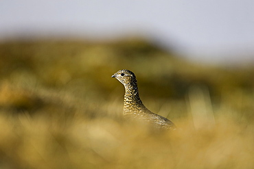 Ptarmigan (Lagopus mutus) female sitting hidden in long grass, in summer and winter plumage. Highlands, Scotland, UK