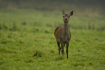 Red Deer (Cervus elaphus) head on shot of hind in rain. Isle of Mull, Argyll, Scotland, UK