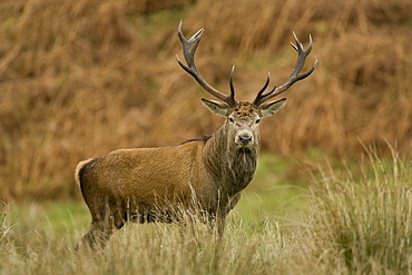 Red Deer (Cervus elaphus) stag standing in long grass . Isle of Mull, Argyll, Scotland, UK